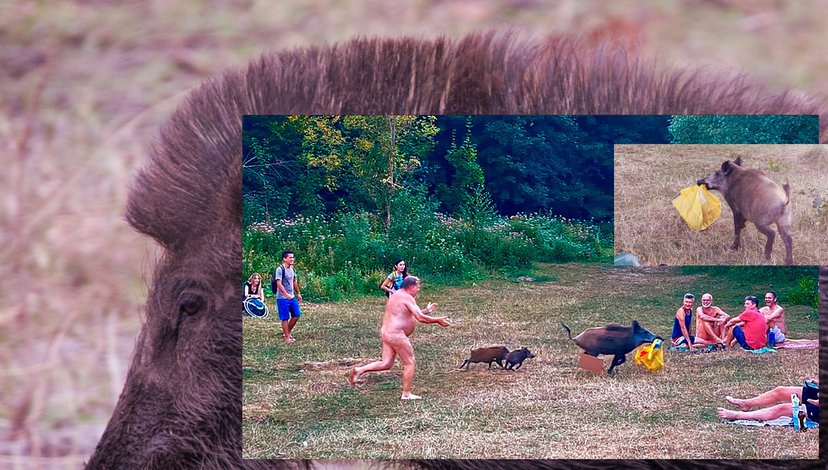 ‘When he returned from the forest, everyone applauded him.’ A nudist chasing a wild boar trying to steal a bag containing his laptop, into forest undergrowth near Berlin’s Teufelssee, 2020. Composite: COOKING SECTIONS