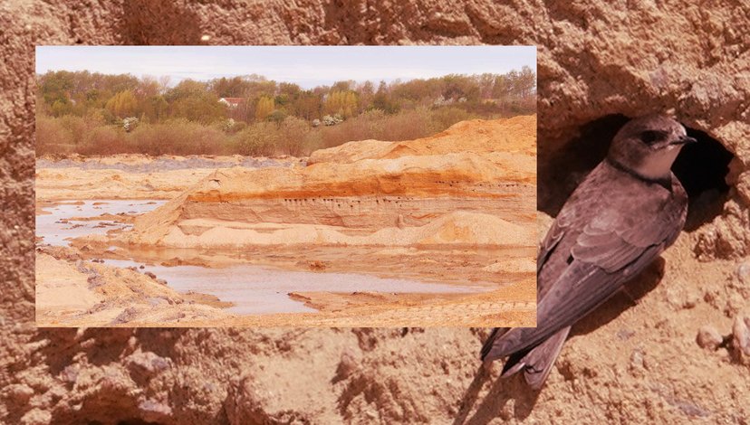 Birds nesting in sand dunes