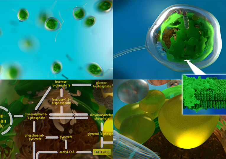 Chlamydomonas 3D - From Biological Cells to Biofuels (with Niklas Biere et al.)