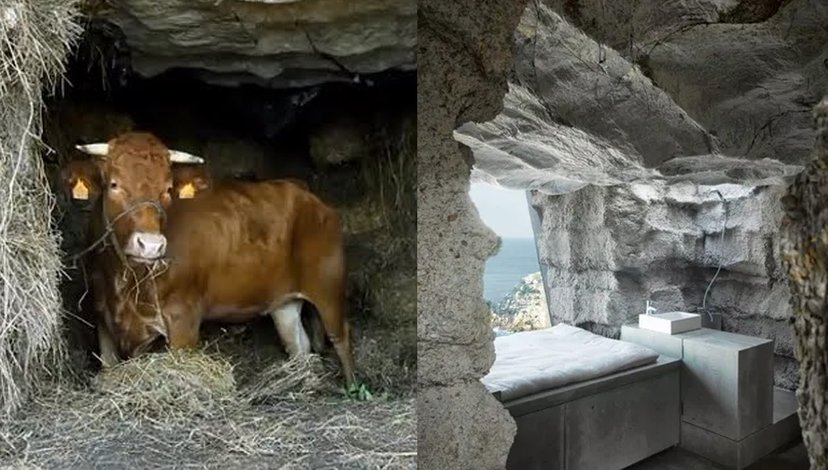 A split image showing two stages of "The Truffle" by Ensamble Studio. On the left, a brown calf stands amidst hay bales within a rough, cave-like concrete interior. On the right, a modern, minimalist interior space with a bed and a sea view.