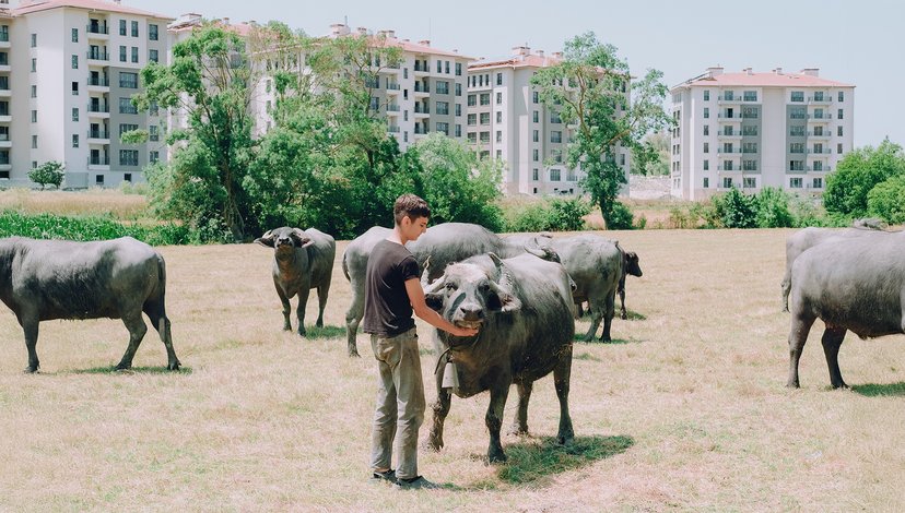 A man stands in a dry, grassy field, gently holding the face of a large water buffalo
