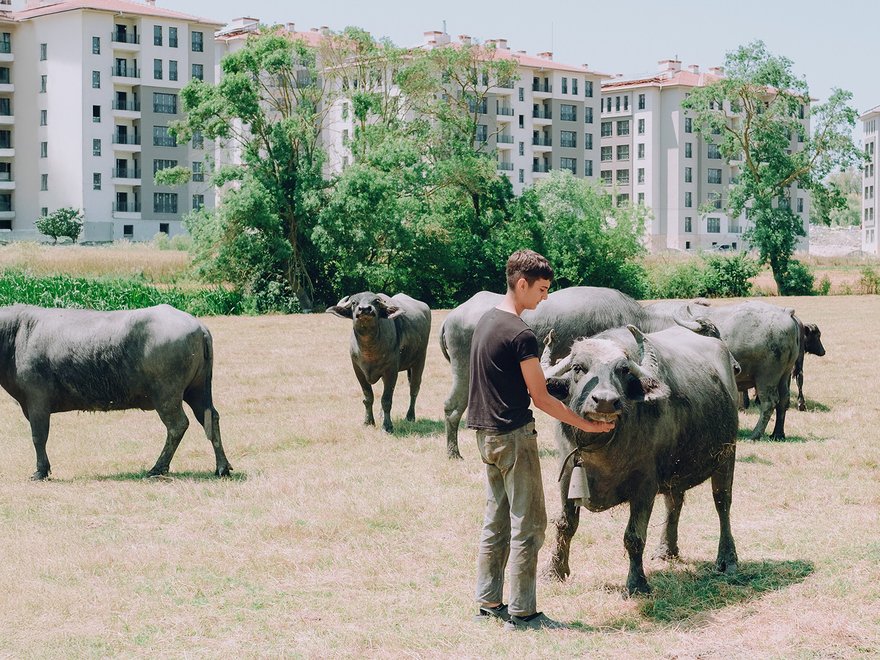 A man stands in a dry, grassy field, gently holding the face of a large water buffalo