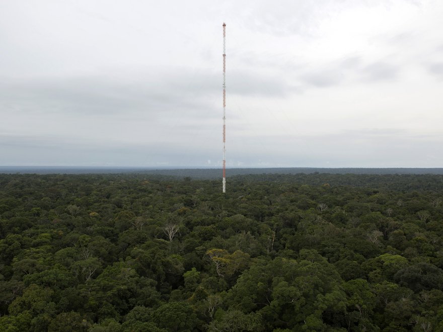 An observation tower emerging from the tree canopy of the amazon forest