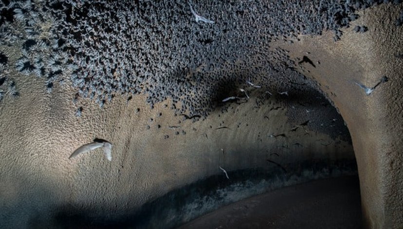 Birds flying in a large, textured cave or rock formation with a sandy or muddy floor.