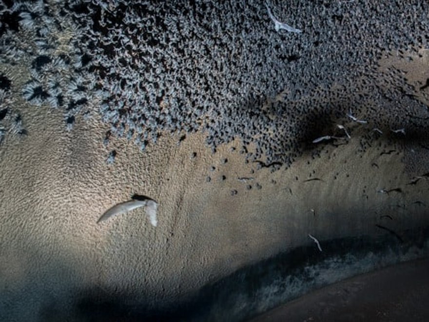 Birds flying in a large, textured cave or rock formation with a sandy or muddy floor.