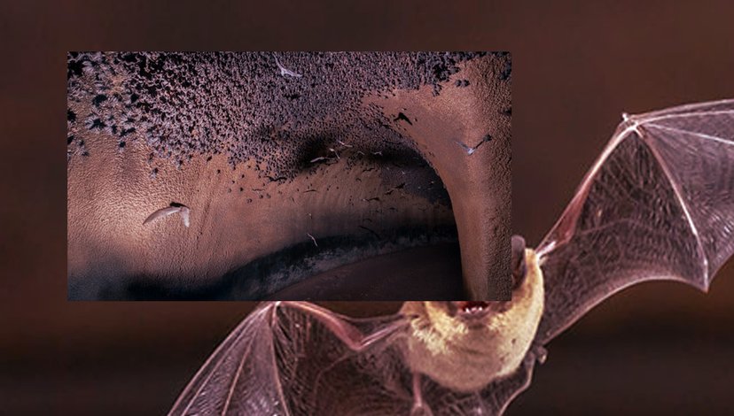 Artificial cave built to protect bats from a dangerous fungal disease, Texas. In summer, any fungus left by the bats is cleaned by their human caretakers.