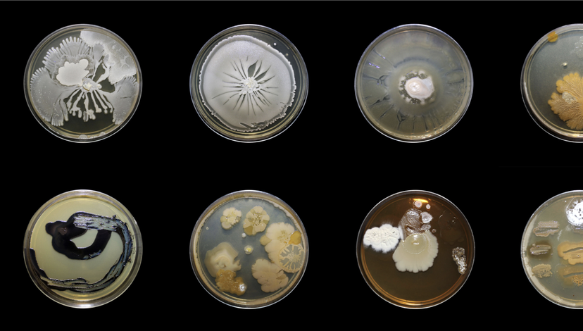 Eight petri dishes displaying various microbial cultures, likely fungi or bacteria, with diverse growth patterns, colors, and textures.