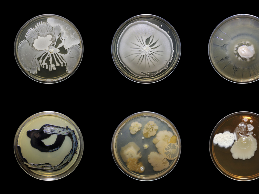 Eight petri dishes displaying various microbial cultures, likely fungi or bacteria, with diverse growth patterns, colors, and textures.