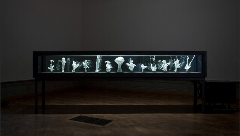 A long, refrigerated showcase containing several plants, such as orchids and cacti, encased in ice and illuminated against a dark background, creating a frozen landscape.