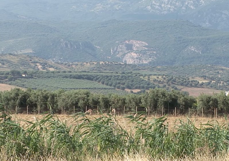 The region of Calabria (Italy), masks behind its picturesque landscape a complex relationship between labour, the fertility of the land, profit driven actors and migrant bodies. Still from Regime of Calculations (2023).