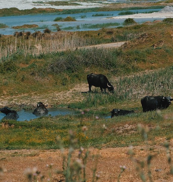 Water Buffalo Commons, CLIMAVORE x Jameel at RCA, 2023-ongoing. Water buffalo roam and wallow through abandoned coal mines in the postindustrial wetlands of Istanbul, creating channels in the mud for fish and microbial life to travel between different poo