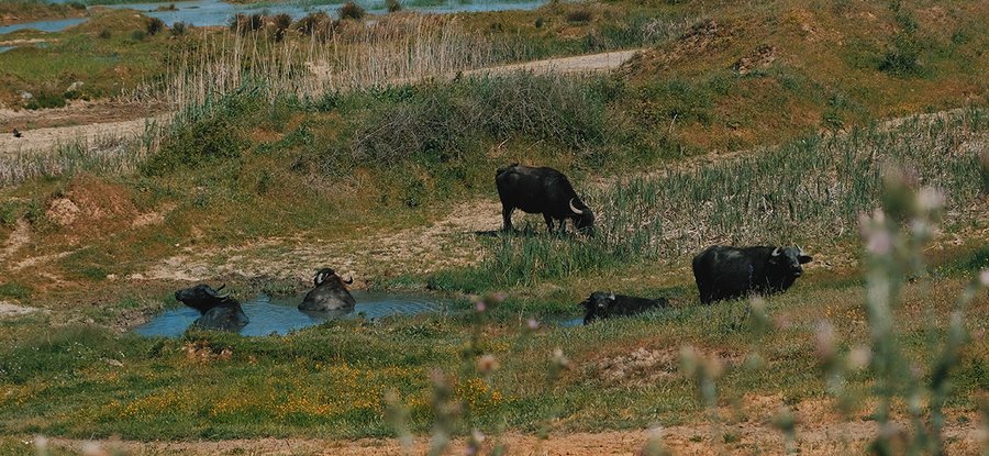 Water Buffalo Commons, CLIMAVORE x Jameel at RCA, 2023-ongoing. Water buffalo roam and wallow through abandoned coal mines in the postindustrial wetlands of Istanbul, creating channels in the mud for fish and microbial life to travel between different poo