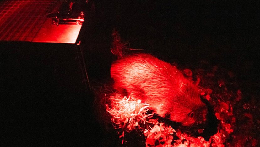 Infra red image of a beaver