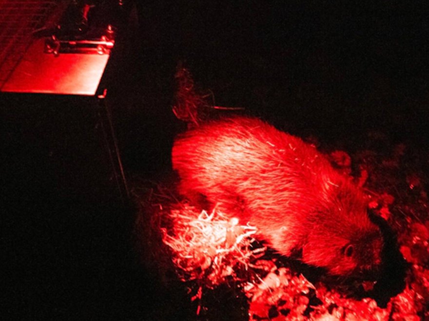 Infra red image of a beaver