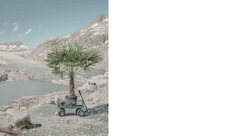 a doum palm (Hyphaene thebaica) in a pot on a cart, set against a backdrop of a mountainous, arid landscape with a body of water.