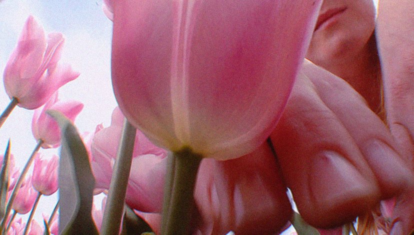 CLose up of pink tulips