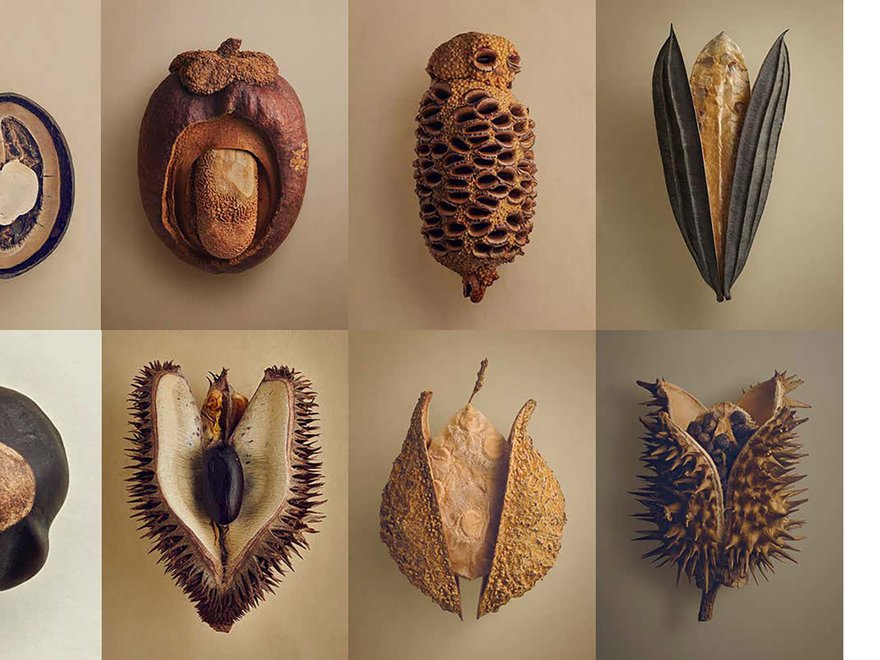 Close-ups of seeds and fruits. From top to bottom and left to right: coco de mer (Lodoicea maldivica), medang pajal (Ternstroemia sp.), banksia (Banksia grandis), yangua (Cybistax antisyphilitica), buckeye tree (Aesculus glabra), durian (Durio graveolens)