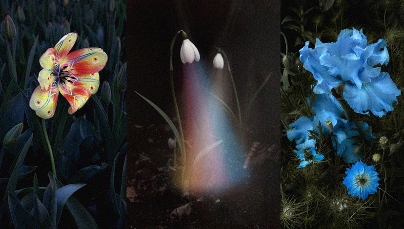 A triptych of floral images: on the left, a yellow and red striped tulip; in the center, two white snowdrops with a rainbow light effect; and on the right, blue irises and other blue flowers.