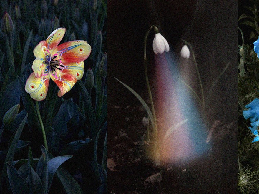 A triptych of floral images: on the left, a yellow and red striped tulip; in the center, two white snowdrops with a rainbow light effect; and on the right, blue irises and other blue flowers.