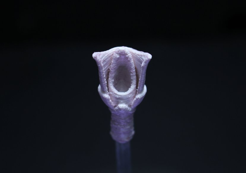 New Organs of Creation