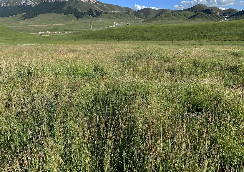 View of the Seeding Site, 2026