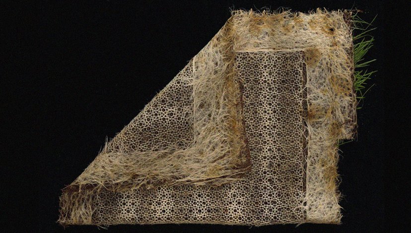 A close-up image of a textile-like material created from plant roots, specifically showing a patterned, woven-like structure formed by manipulated root systems