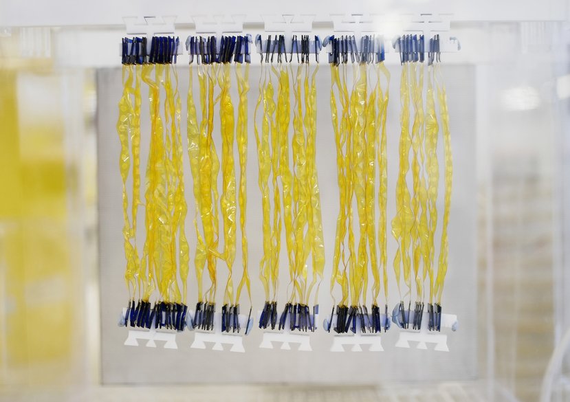 Kapton films coated with bacterial spores, Bacterial Hygromorphs project