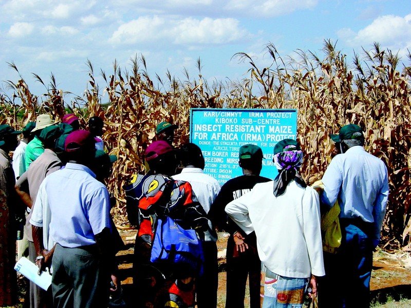 Nigerian farmers gather around a sign marking the site of a 2017 test plot for TELA maize, a transgenic insect-resistant engineered strain.