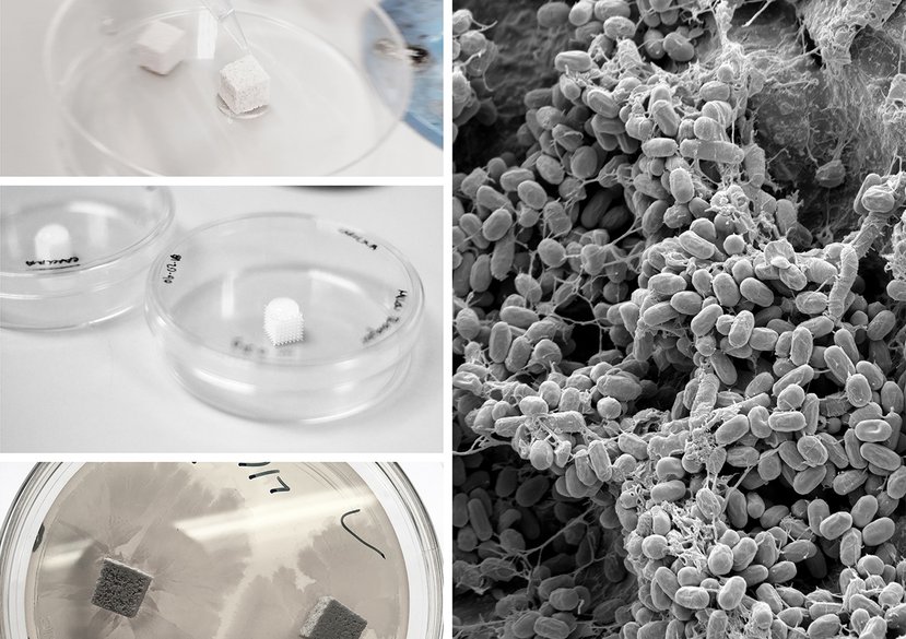 Concrete Samples Preparation, Material Seeding. A set volume of bacterial solution is embedded into material samples. SEM (Scanning Electron Microscope) images, like the ones presented here, are used to evaluate their survival. NOTBAD Project.