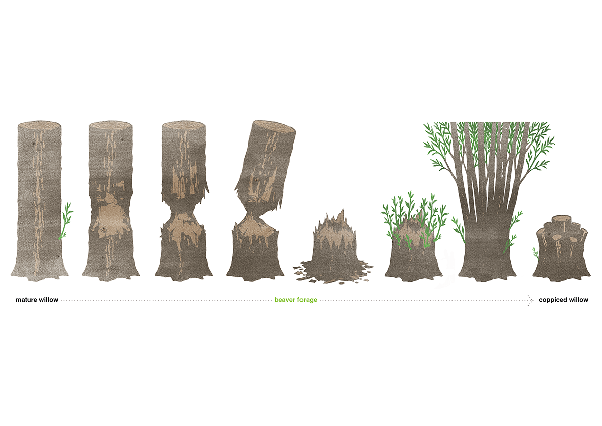 AidenDutton_WillowCoppicing_Digital&Watercolor_CreditArtist (1) copy