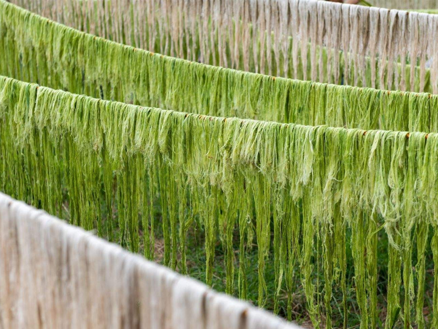 Ananas Anam, pineapple leaves drying