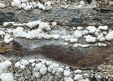 White arsenic crystals growing out of industrial ruins in the Tamar Valley