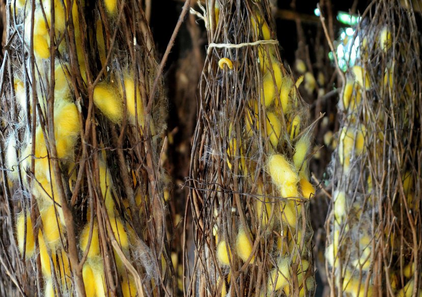Silk cocoons on Koh Dach “silk island”, Cambodia