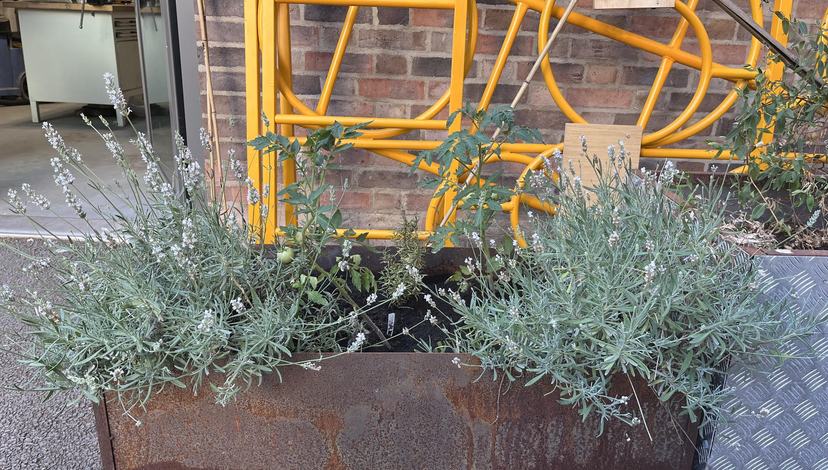 A photo of plants (lavender, tomatoes, rosemary) in a metal planter