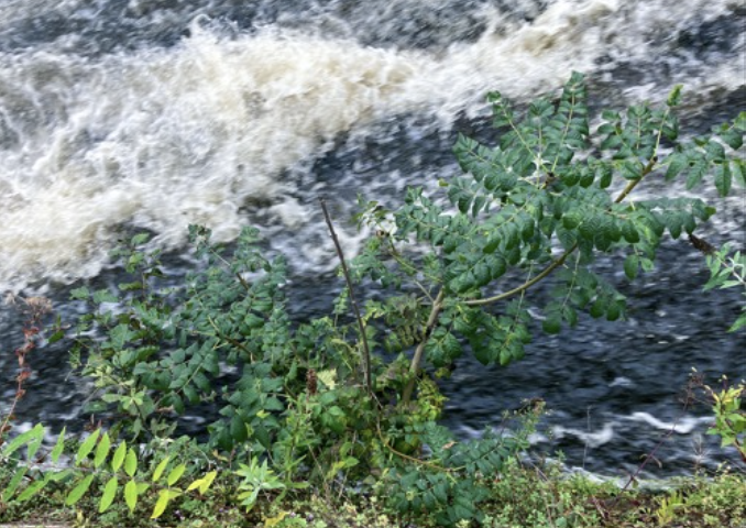 (CWxWC) Our Muddy Inheritance