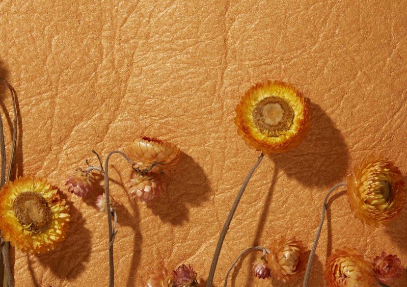 With Piñatex™, Dr Carmen Hijosa (School of Design) has pioneered a sustainable leather alternative made from pineapple leaf fibre