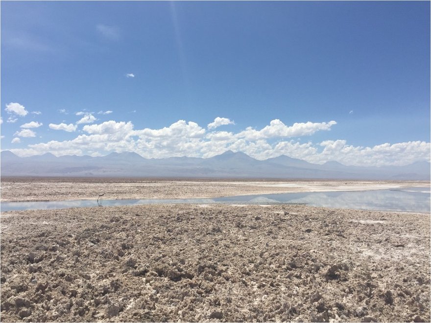 Chilean Flamingos in the Salar de Atacama