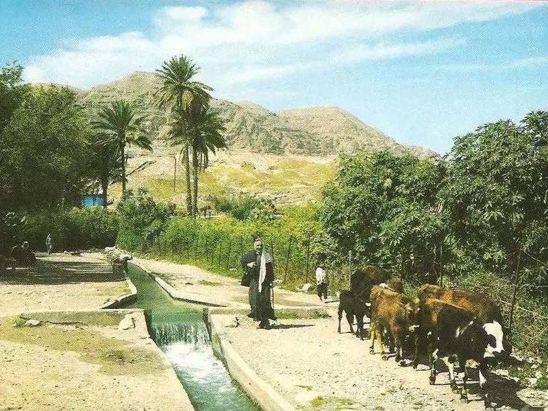 A green landscape with cattle walking in the foreground besides a waterway, palm trees in middle ground, and hills in the distance
