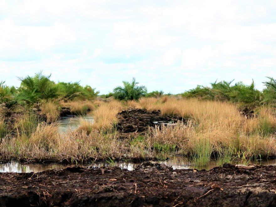 Burnt soil, Commercial Palm Oil Plantation, Central Kalimantan, January 2019: Christina Leigh Geros