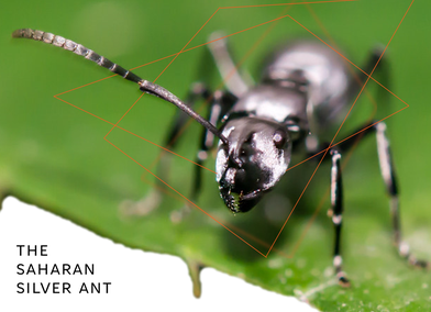 The Saharan Silver Ant