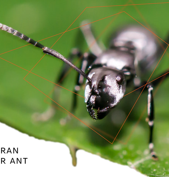 The Saharan Silver Ant