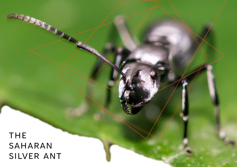 The Saharan Silver Ant