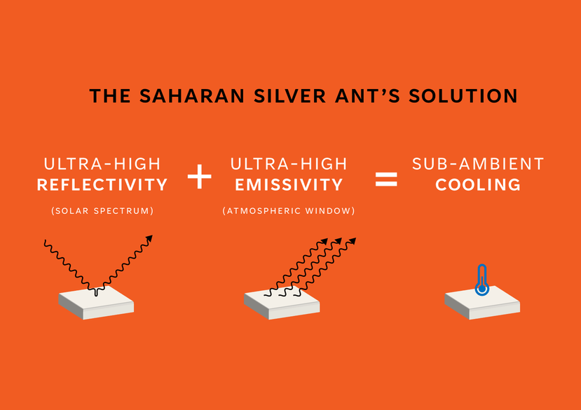 The Silver Ant's Solution to staying cool