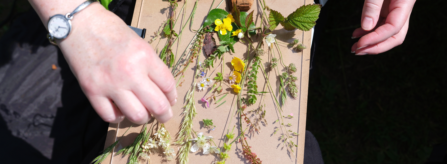 Making of a Meadow, workshop for children. June 2025.