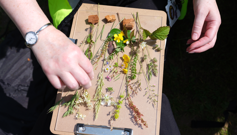 Making of a Meadow, workshop for children. June 2025.