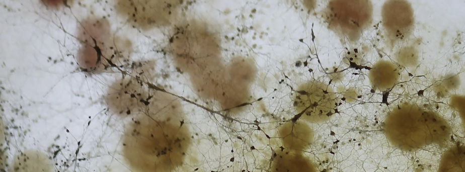 Ecologies of Diversity