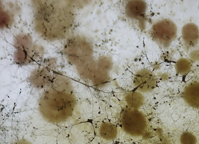 Ecologies of Diversity