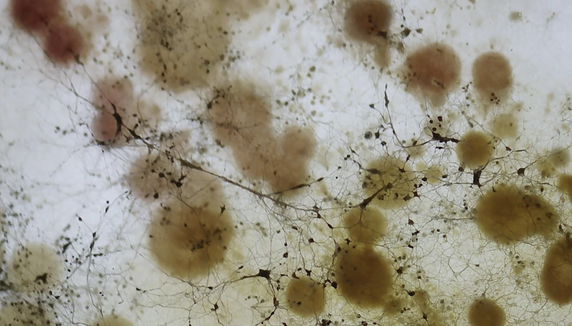 Ecologies of Diversity