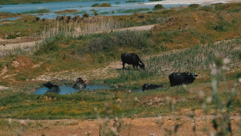 Wetland Disappearance