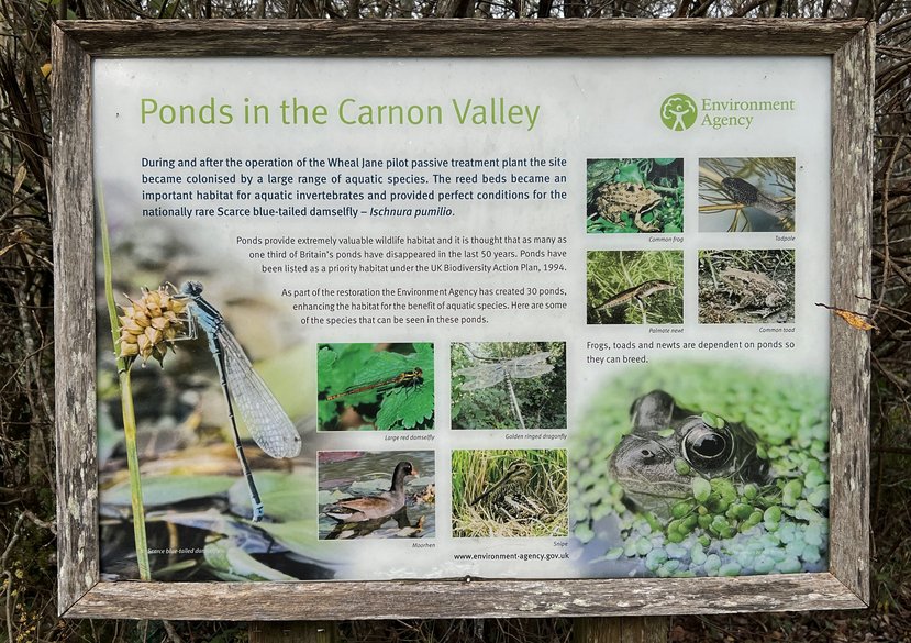 Fauna found in the Carnon Valley catchment ponds